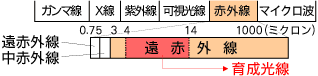 神黒石の発する育成光線